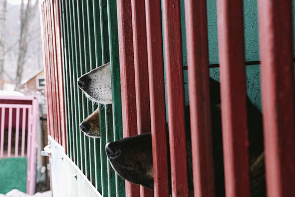 «Мы делаем всё, чтобы животное уже никогда не вернулось на улицу». Екатерина Кириллова, фонд «Умка»