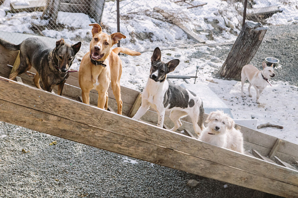 «Мы делаем всё, чтобы животное уже никогда не вернулось на улицу». Екатерина Кириллова, фонд «Умка»