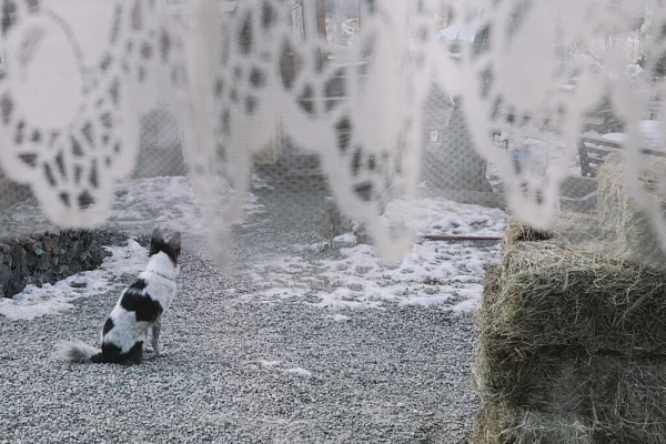 «Мы делаем всё, чтобы животное уже никогда не вернулось на улицу». Екатерина Кириллова, фонд «Умка»