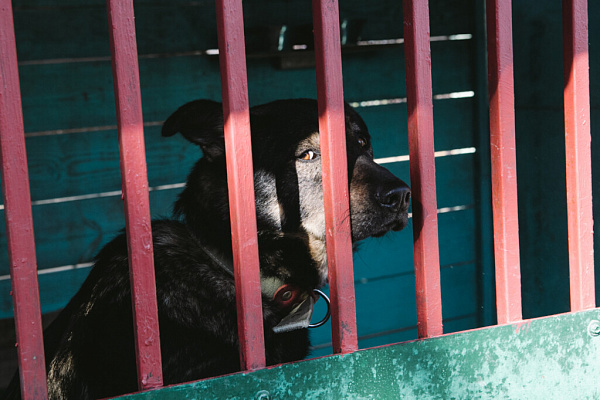 «Мы делаем всё, чтобы животное уже никогда не вернулось на улицу». Екатерина Кириллова, фонд «Умка»