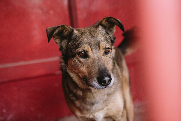 «Мы делаем всё, чтобы животное уже никогда не вернулось на улицу». Екатерина Кириллова, фонд «Умка»