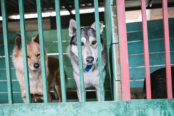 «Мы делаем всё, чтобы животное уже никогда не вернулось на улицу». Екатерина Кириллова, фонд «Умка»