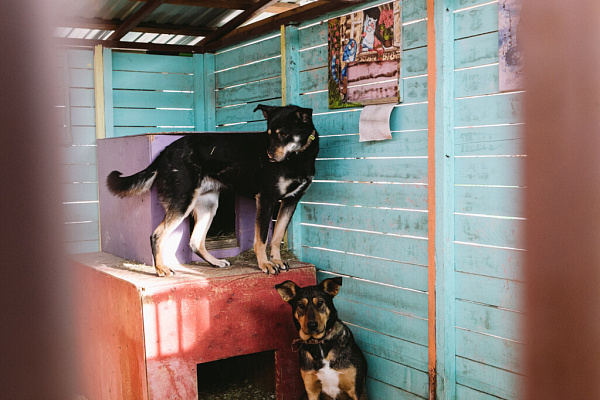 «Мы делаем всё, чтобы животное уже никогда не вернулось на улицу». Екатерина Кириллова, фонд «Умка»